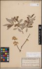 Foto von Salix caprea L. x Salix eleagnos Scop.
